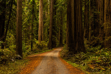 Redwoods