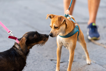 Two funny dogs sniffing smelling scent noses in park on leashes looking at each other pedigree street cute