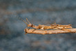 Image of a siam giant stick insect and stick insect baby on dry branches. Insect Animal.