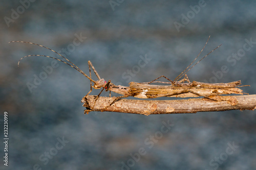 Fotografía Image of a siam giant stick insect and stick insect baby on dry branches
