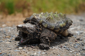 Wall Mural - Alligator Snapping Turtle