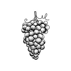Wall Mural - hand drawn grapes logo design inspiration