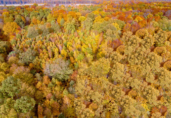 Wall Mural - Waldgebiet von oben, Mischwald, Herbst