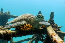 Sea Turtle Resting On Ship Wreck - Mabul Island, Borneo, Malaysia