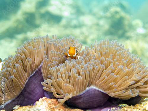 Fotografie, Tablou Clownfish (anemonefish) - Perhentian Islands, Malaysia