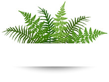 Fern Frond Frame Vector Illustration. Polypodiophyta Plant Leaves Decoration On White Background. Detailed Bracken Fern Drawing, Tropical Forest Herbs, Fern Frond Grass Card Border.
