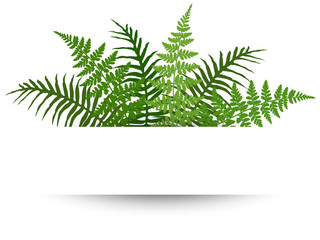 Fern frond frame vector illustration. Polypodiophyta plant leaves decoration on white background. Detailed bracken fern drawing, tropical forest herbs, fern frond grass card border.