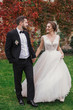 © sonyachny - Gorgeous bride and stylish groom holding hands and walking at wall of autumn red leaves. Sensual wedding couple embracing. Romantic moments of newlyweds. Wedding photo