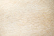 Light brown dog fur patterns texture , Nature animal background