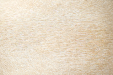 light brown dog fur patterns texture , nature animal background