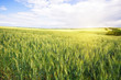 Field with green ears of wheat under bright sun