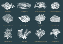 Vector Illustrations Of Corals. Collection Of Drawn Sea Polyps On Black Background.