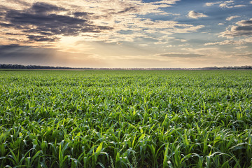 Wall Mural - field of corn at sunset