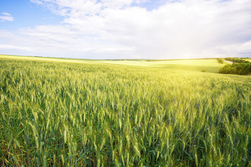Wall Mural - field with green ears of wheat under bright sun