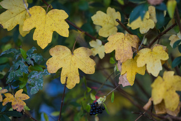 Herbstlaub