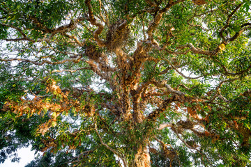 Wall Mural - Branches of a mango tree in the wild forest.