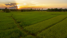 Green Rice Field At During Sunset This Is Aerial View From Drone Fly