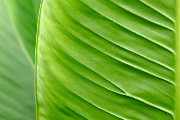 Green leaves texture, abstract pattern background