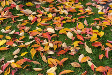 Wall Mural - Bird Cherry (Prunus padus) tree leaves in autumn in East Grinstead