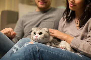 pets and people concept - close up of couple with scottish fold cat