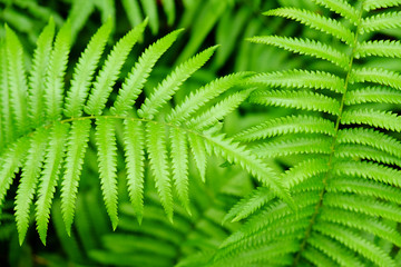 Poster - closeup fern in nature