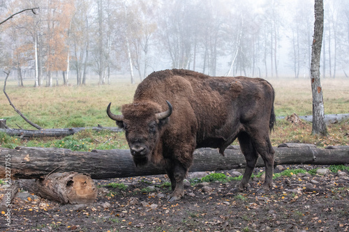 Fotografia, Obraz European bison in a forest reserve in Lithuania