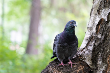 Wall Mural - pigeon bird sitting on tree