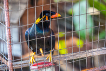 Myna Acridortheres Javanicus - Funny Little Black Bird With Yellow Orange Red Beak Is A Talking Bird In Case, Very Close Blurred Background Of The Twigs Cells. Beautiful Bird In A Cage, Thailand.