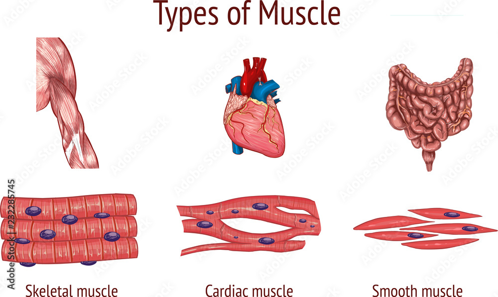 vector illustration of a Types of Muscle - obrazy, fototapety, plakaty 