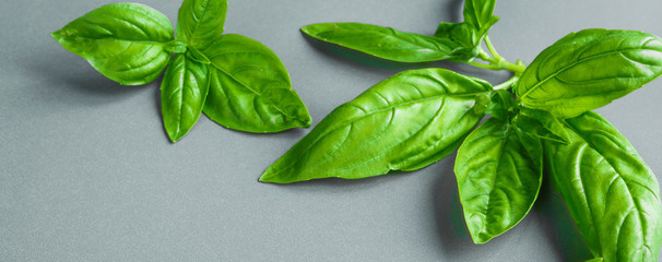 Wall Mural - Fresh basil on a gray background. Green basil.  Food background. A lot of basil. Long banner