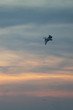 © Ilias Kouroudis - Pelican flying in the sky during the colorful blue hour after sunset in Porto Lagos, Rodopi, Greece