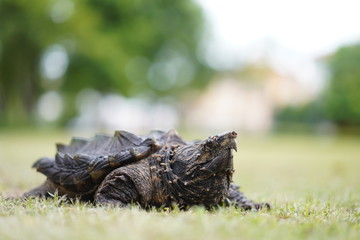 Wall Mural - Alligator snapping turtle in the garden