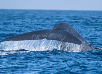 A Blue whale showing its fluke just before it took a deep dive; blue whale tale; blue whale from sri lanka; blue whale 