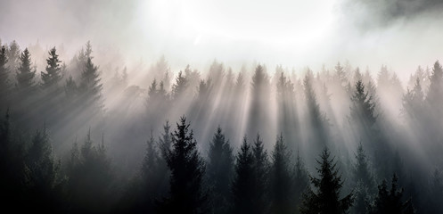 Misty morning view in wet mountain area. Pine Forests in November.