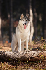  Beautiful gray Siberian Husky stands in the autumn forest with his paws on the trunk of a fallen tree.