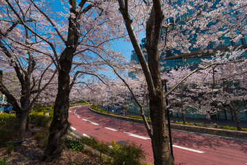 Wall Mural - 六本木　桜