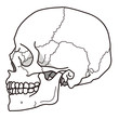 頭蓋骨（側頭部）｜ The temporal region of the skull