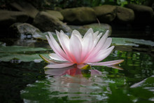Pink Water Lily Marliacea Rosea Or Lotus Flower On The Background Of  Green Leaves And Old Stones, Black Water Of Pond. Nature Concept For Design