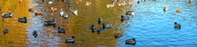 Different Wild Ducks At The Pond. Panoramic Shooting.