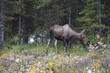 Moose,  wildlife, nature, animal, mammal, Forest