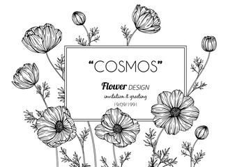 Wall Mural - cosmos flower frame drawing illustration for invitation and greeting card design.