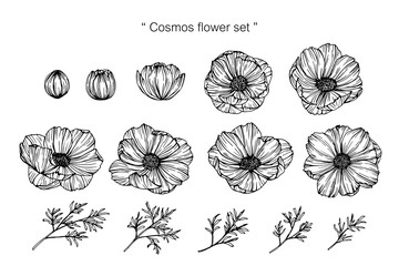 Wall Mural - cosmos flower drawing illustration.
