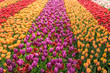 Pole kolorowych tulipanów