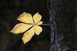 Złoty jesienny liść na czarnym tle