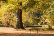Ławka w jesiennym parku