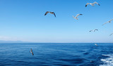 Fototapeta Na sufit - Seagulls flying over the Ocean