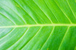 © dadatop - Close up of green leave texture background
