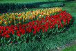 Tulips Stresa and Tulipa Kaufmanniana Showwinner grown in the park.  Spring time in Netherlands. 