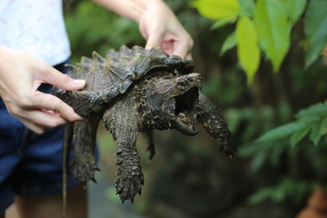 Wall Mural - Hand holding Alligator snapping turtle