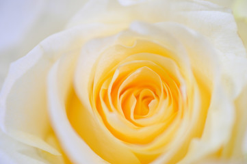 Delicate yellow white roses